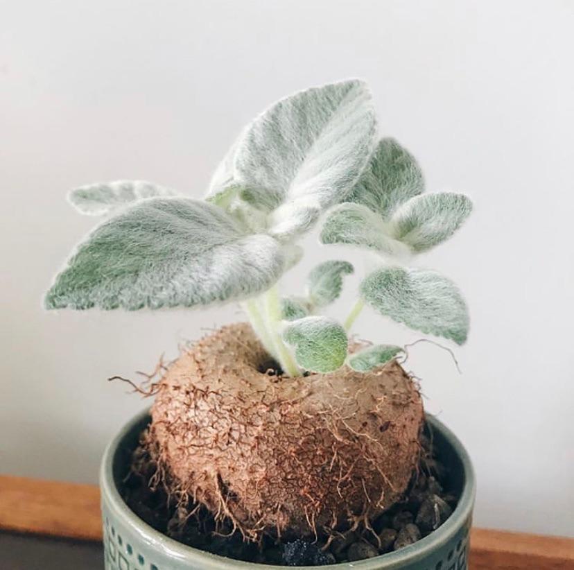 塊根植物入門 建構蝸居中之人氣塊根植物大觀園 Every Little D